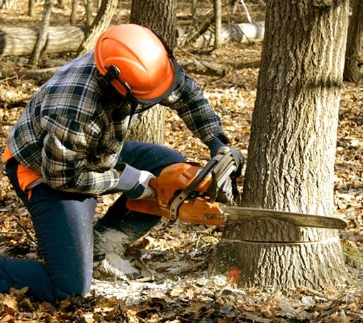 Tree Removal in Taftville, CT